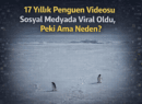 17 Yıllık Penguen Videosu Sosyal Medyada Viral Oldu: Algoritmanın Gücü mü, Tesadüf mü?